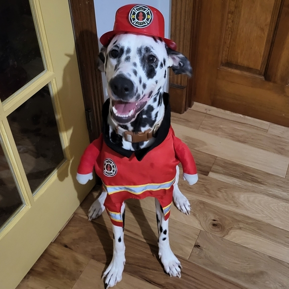 Meet Max! - Picture 14 of 14